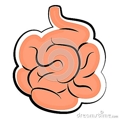 Human small intestine. Colored sketch Vector Illustration