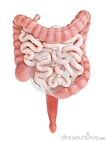 A human small and large intestine Stock Photo