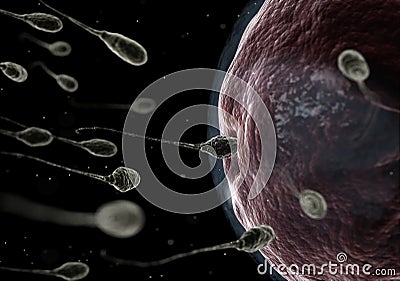 Human sperm fertilizing an egg Stock Photo