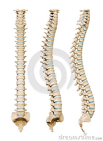 Human spinal column or backbone from various angles isolated on a white background. Medical and anatomy scientific 3D render Cartoon Illustration