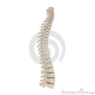 Human Spinal Cord on white. 3D illustration Cartoon Illustration