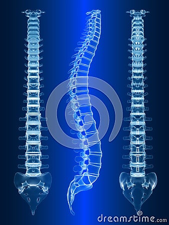 Human spine Cartoon Illustration