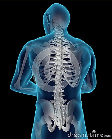 Human Spine Stock Photo