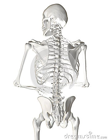 Human Spine Stock Photo