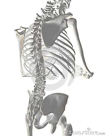 Human Spine Stock Photo