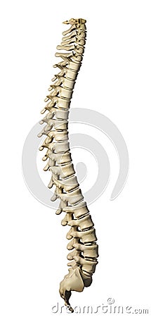 Human spine Stock Photo