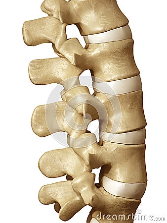 Human spine Stock Photo