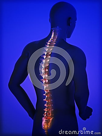Human spine Stock Photo