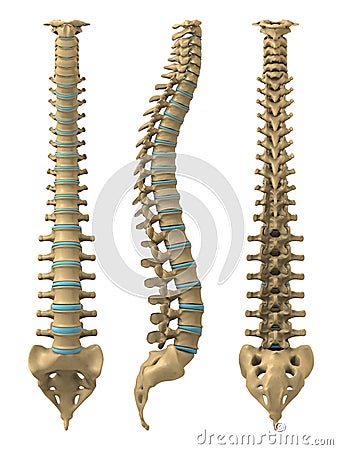 Human spine Cartoon Illustration