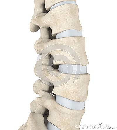 Human Spine Anatomy Stock Photo