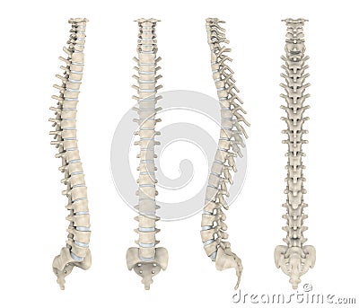 Human Spine Anatomy Stock Photo