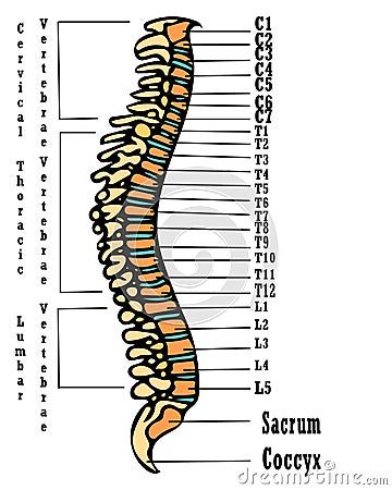 Human spine anatomy scheme Cartoon Illustration