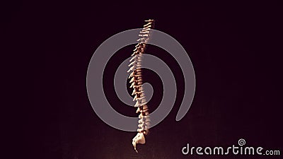 Human Spine Anatomy Spinal Cord Flexible Backbone Vertebrate Column Segmented Skeleton Bones Side View Cartoon Illustration