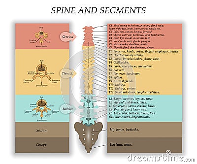 Human Spine in front, diagram with the name and description of all sections of the vertebrae and segments, vector illustration. Vector Illustration