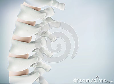 The human spine image is realistic. Shows the medical accuracy of human skeleton and 3D rendering. Stock Photo