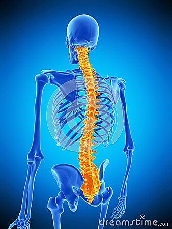 The human spine Cartoon Illustration