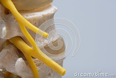 Nerve root exiting spine foramen in spine model Stock Photo