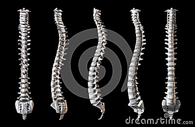 Human Spine pack Stock Photo