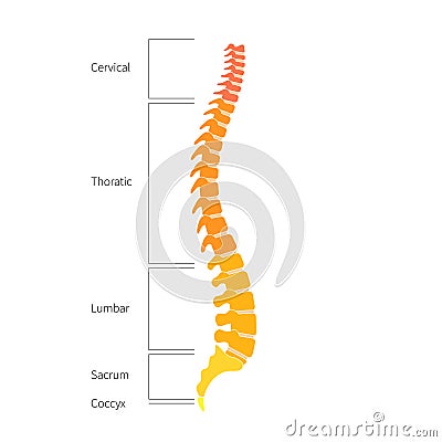 Human spine structure anatomy Vector Illustration