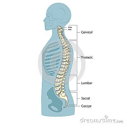 Human spine structure diagram medical science Vector Illustration