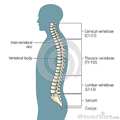 Human spine structure diagram medical science Cartoon Illustration