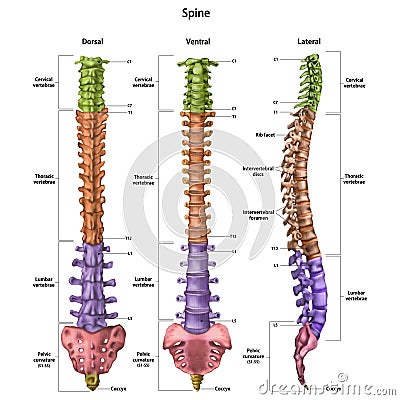 The human spine vertebral column with the name and description of all sites. Dorsal, lateral, ventral sides. Human anatomy. Cartoon Illustration