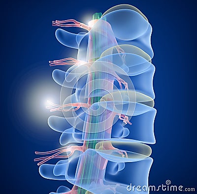 Human Spine x-ray view Stock Photo