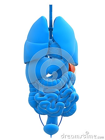 Human spleen Cartoon Illustration