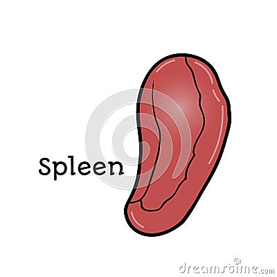 Human spleen, anatomical vector illustration Vector Illustration