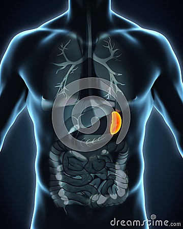 Human Spleen Anatomy Stock Photo