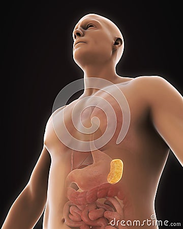 Human Spleen Anatomy Stock Photo