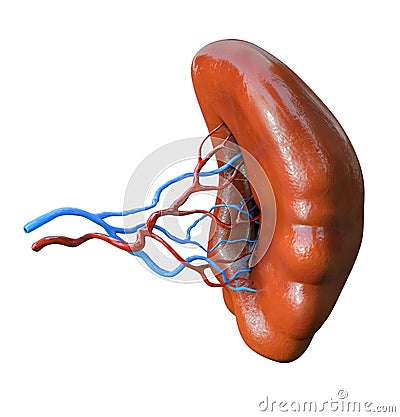 Human Spleen anatomy. Organs, isolated on white background Cartoon Illustration