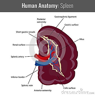 Human Spleen detailed anatomy. Vector Medical Vector Illustration