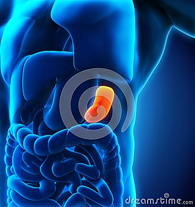 Human Spleen Stock Photo