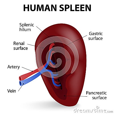 Human spleen Vector Illustration