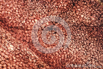 Human squamous epithelium under the microscope Stock Photo