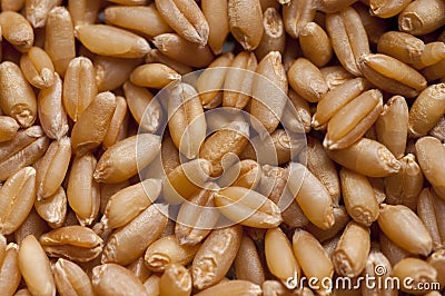 Human, staple food, crops, wheat Stock Photo