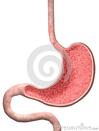 Human Stomach Stock Photo