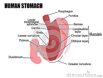 Human stomach Vector Illustration