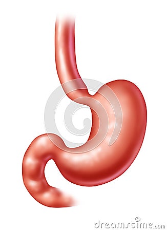 Human Stomach Cartoon Illustration