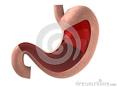 Human stomach Cartoon Illustration