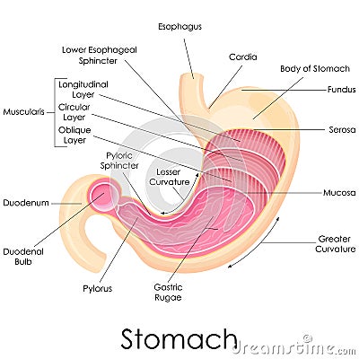 Human Stomach Anatomy Vector Illustration