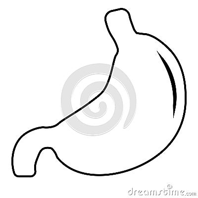 Human stomach, anatomy detail, illustration of a human stomach Vector Illustration