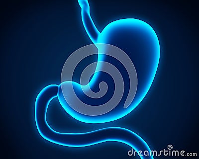 Human Stomach Anatomy Stock Photo