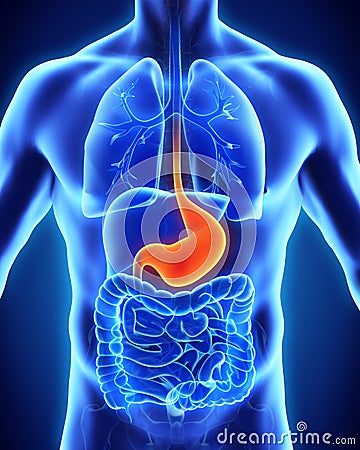 Human Stomach Anatomy Stock Photo