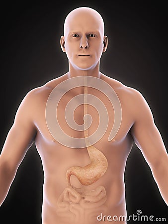 Human Stomach Anatomy Stock Photo