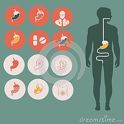 human stomach anatomy Vector Illustration