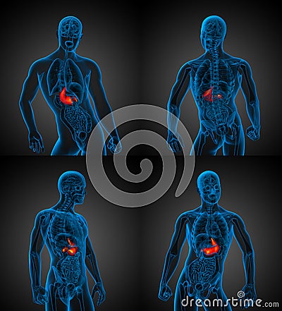 human stomach Cartoon Illustration