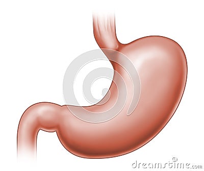 Human stomach Cartoon Illustration