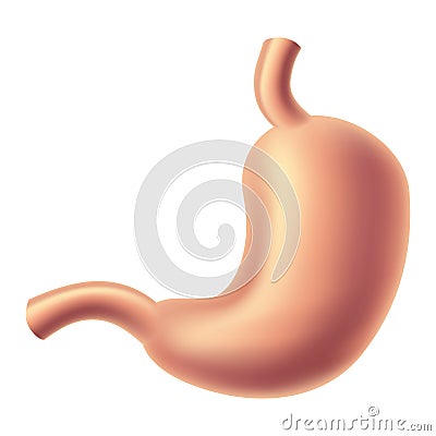 Human stomach Vector Illustration